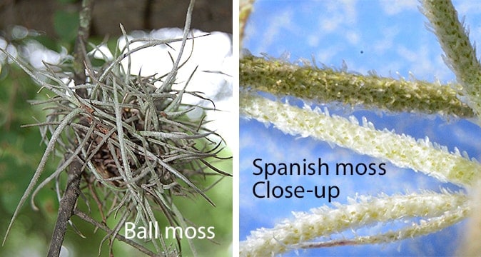 Close up of Spanish moss growth on tree branches affecting tree health inspected by AAA Tree Experts