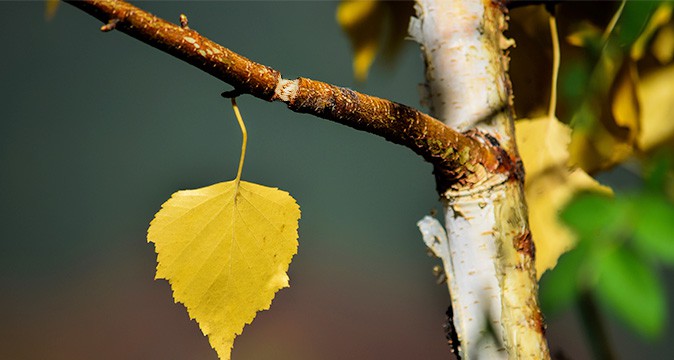 Twig girdler insect damage causing broken branches on mature trees identified by AAA Tree Experts