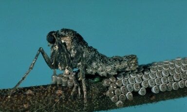 Female cankerworm moth laying eggs on tree bark causing tree pest damage identified by AAA Tree Experts