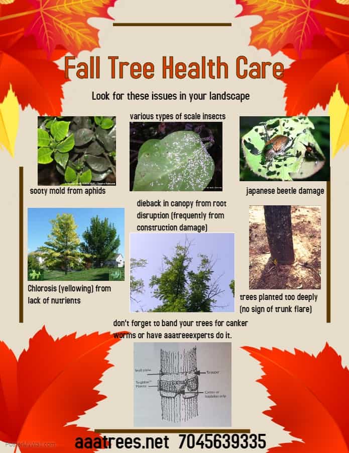 Fall plant health care service improving tree health before winter season by AAA Tree Experts