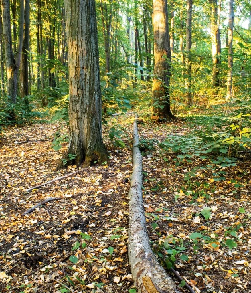 Healthy green forest showing strong tree growth and natural tree care environment maintained by AAA Tree Experts