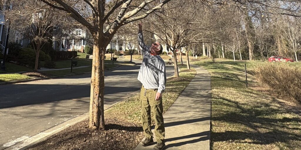 Professional arborist from AAA Tree Experts evaluating mature tree for pruning or removal needs