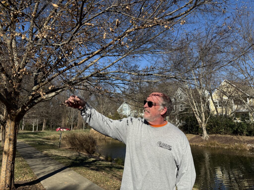 close view of certified arborist assessing tree health and structural safety