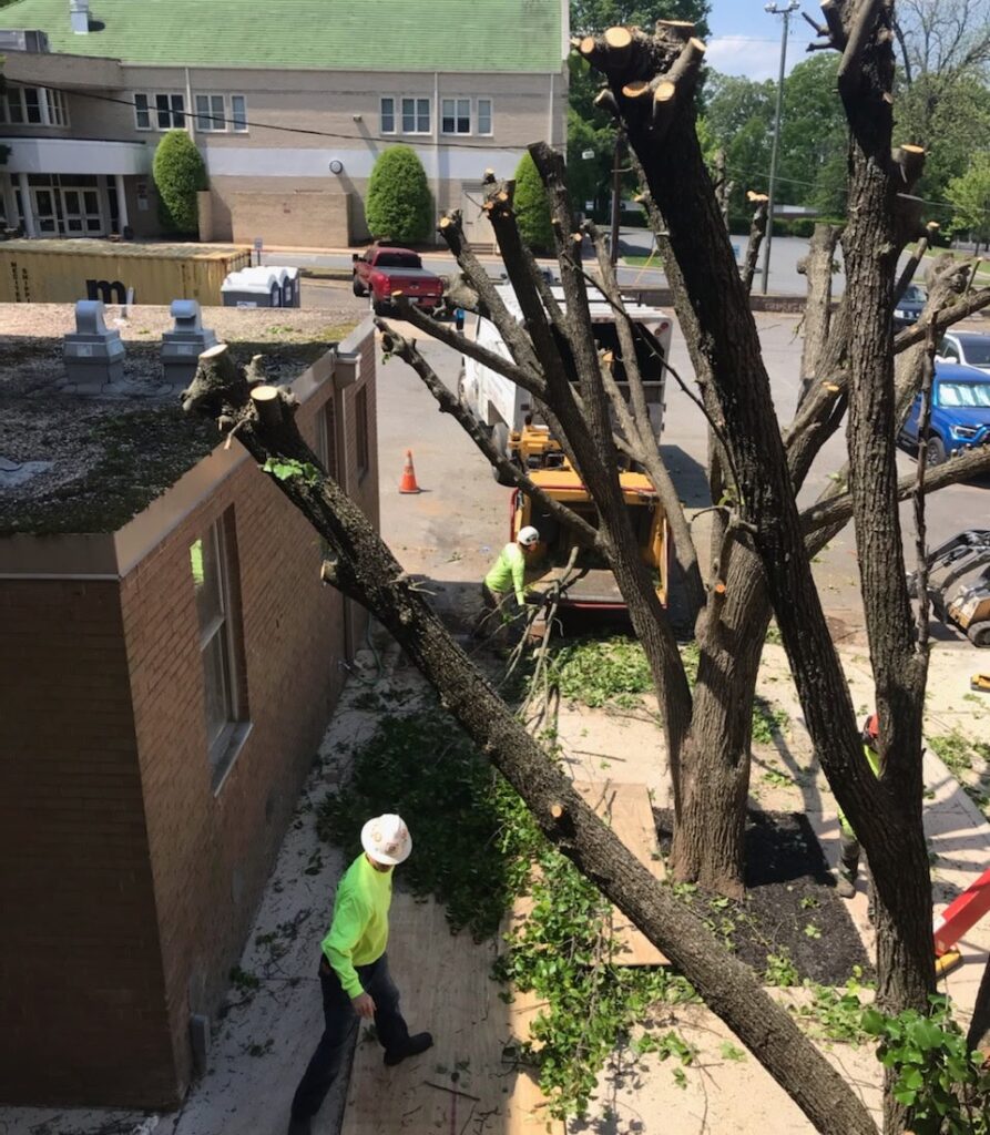Commercial tree service crew from AAA Tree Experts working near business property and buildings