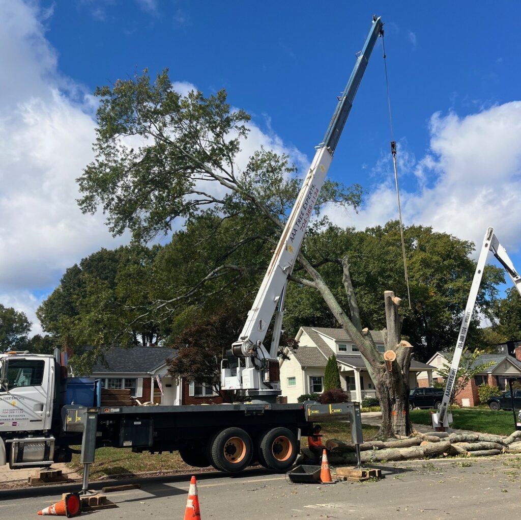 Crane assisted tree removal safely lifting large sections from property by AAA Tree Experts