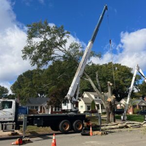 Crane assisted tree removal safely lifting large sections from property by AAA Tree Experts