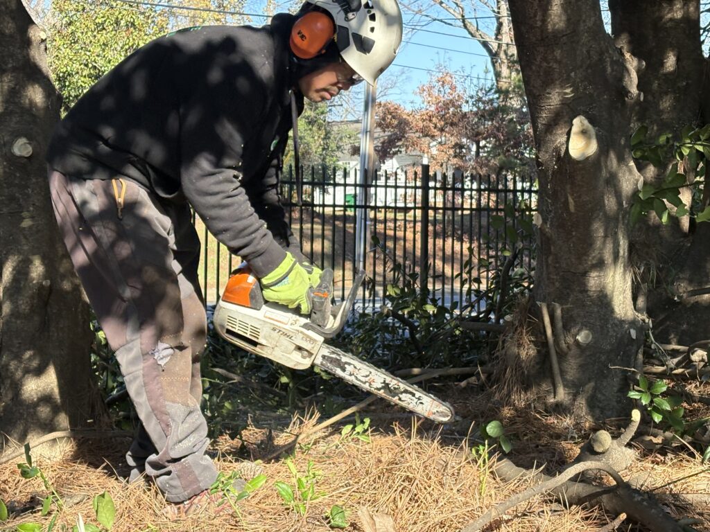 Tree service professional from AAA Tree Experts inspecting tree growth and branch structure