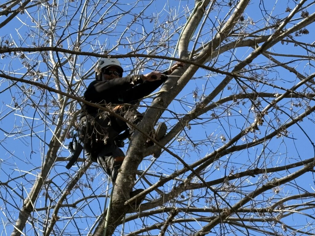 Arborist from AAA Tree Experts using hand saw for precise tree pruning work