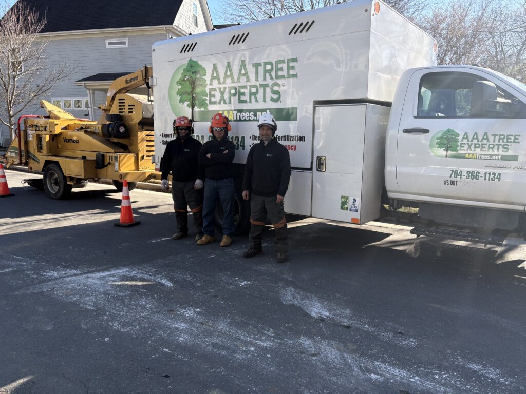 Tree service crew from AAA Tree Experts working together on residential tree care project