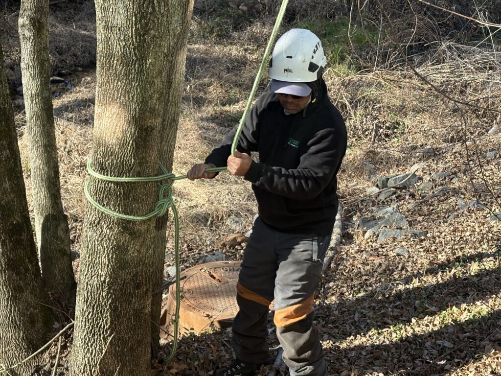 Arborist from AAA Tree Experts using rope system for safe tree climbing and branch removal