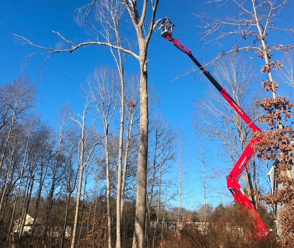 Red Spider Lift Cropped