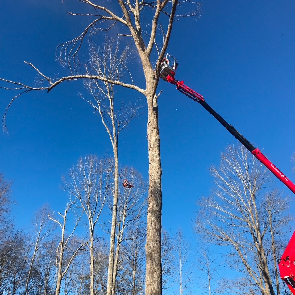 Spider lift equipment providing elevated access for professional tree work by AAA Tree Experts