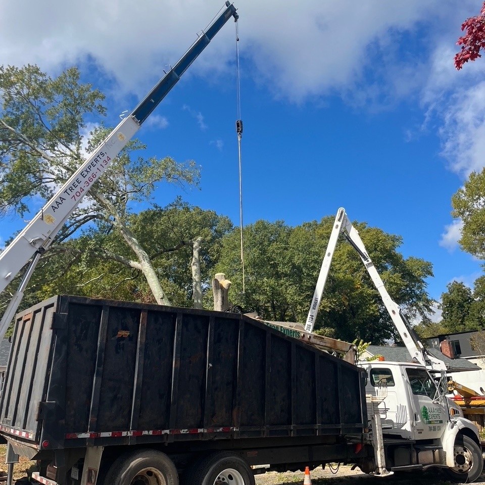 Crane bucket lifting cut tree sections during professional tree removal by AAA Tree Experts