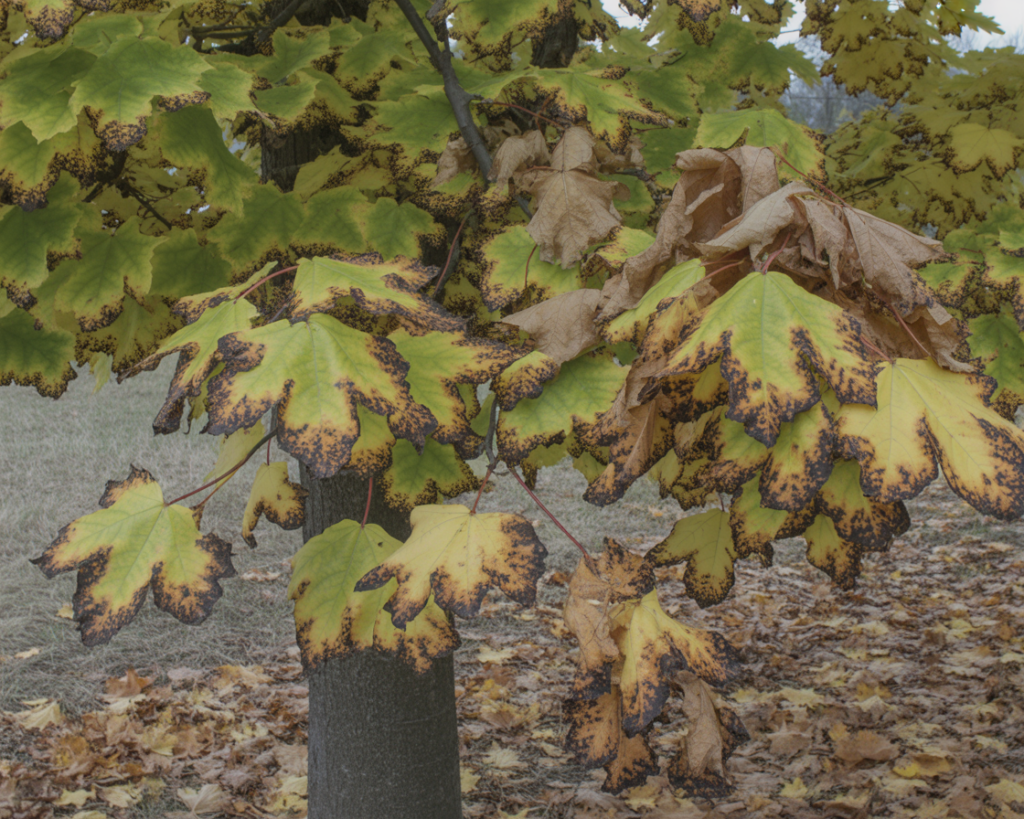 Anthracnose disease on a maple tree