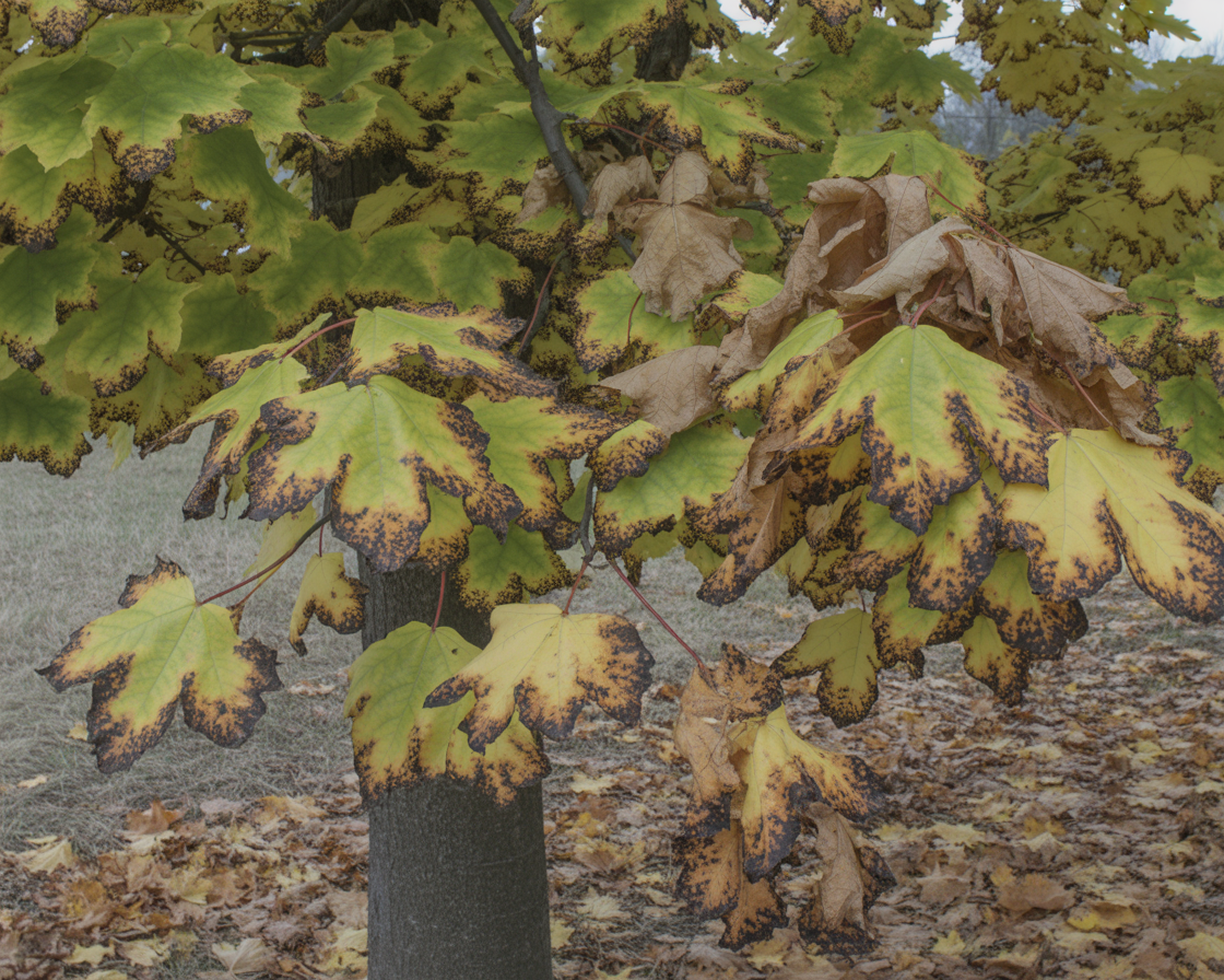 Anthracnose disease on a maple tree