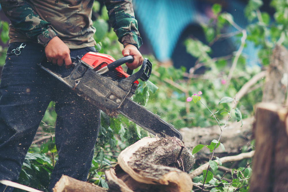 Cutting a tree with an axe using proper notch technique for safe tree felling