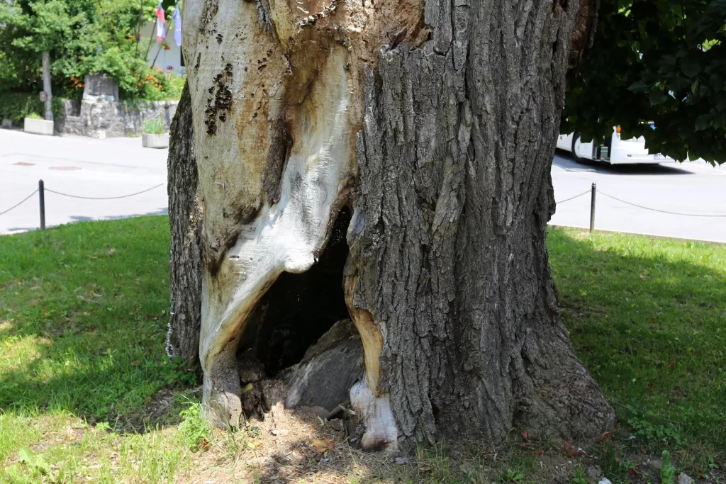 Rotten tree stump showing need for pruning and trimming services in Charlotte landscape