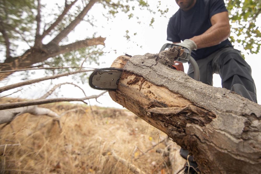 Emergency tree removal service in Charlotte by a specialist removing hazardous trees safely and efficiently