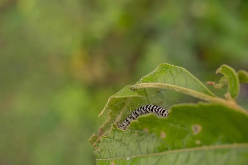 Cankerworm eating a green leaf, highlighting the need for cankerworm tree banding in Charlotte by AAA Tree Experts