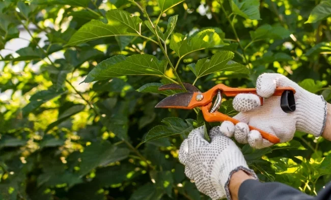 AAA Trees expert performing tree trimming on a branch with hand pruners in Charlotte